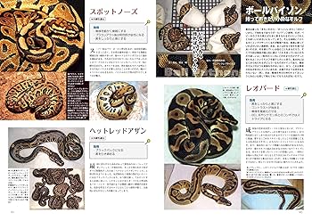 ビバリウムガイド No.95 2021年 12 月号 ハンドりんグ! ☆特別