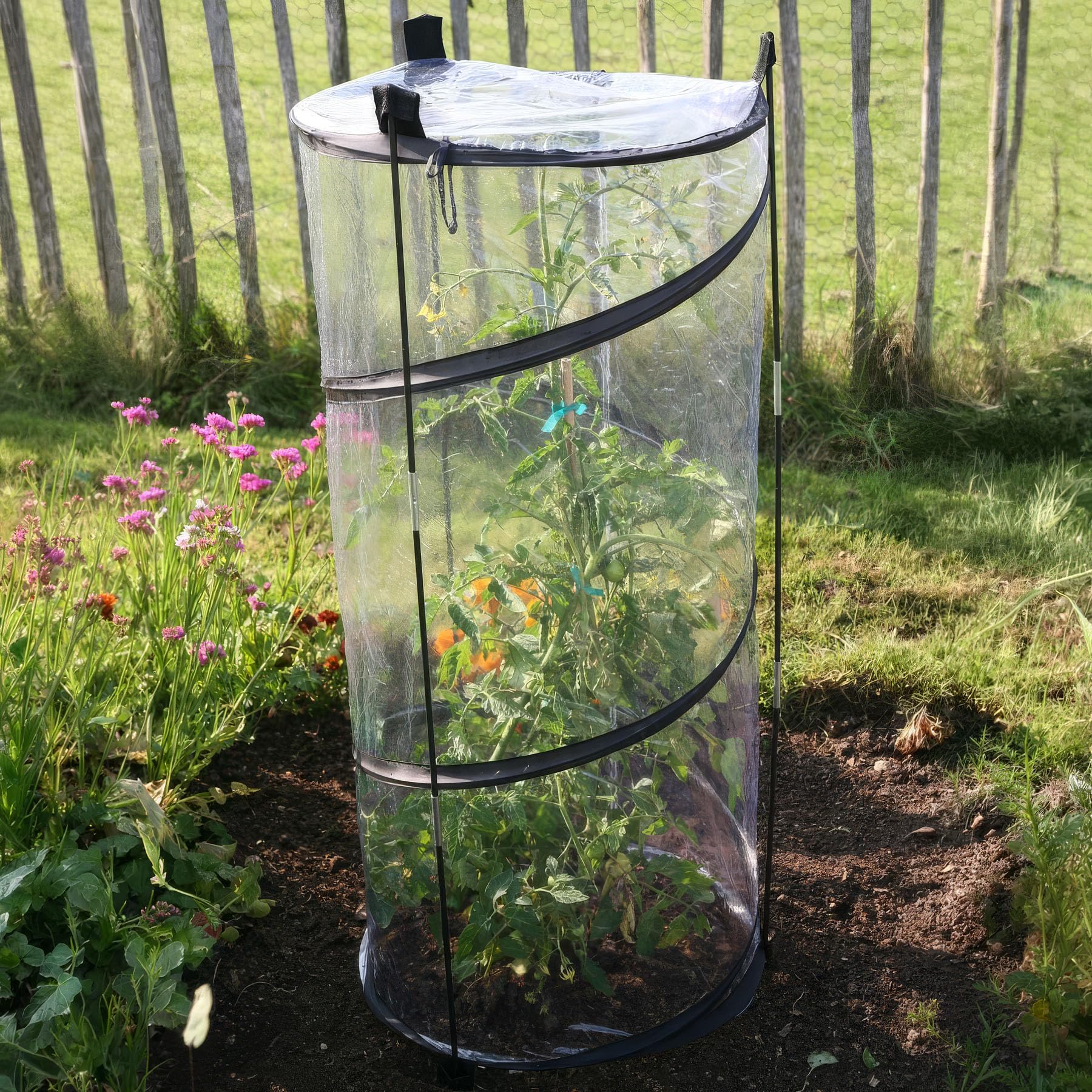 Pop Up Tomato Cloche - 110cm tall - Garden Plant Cloches - Tomato Disease Protection