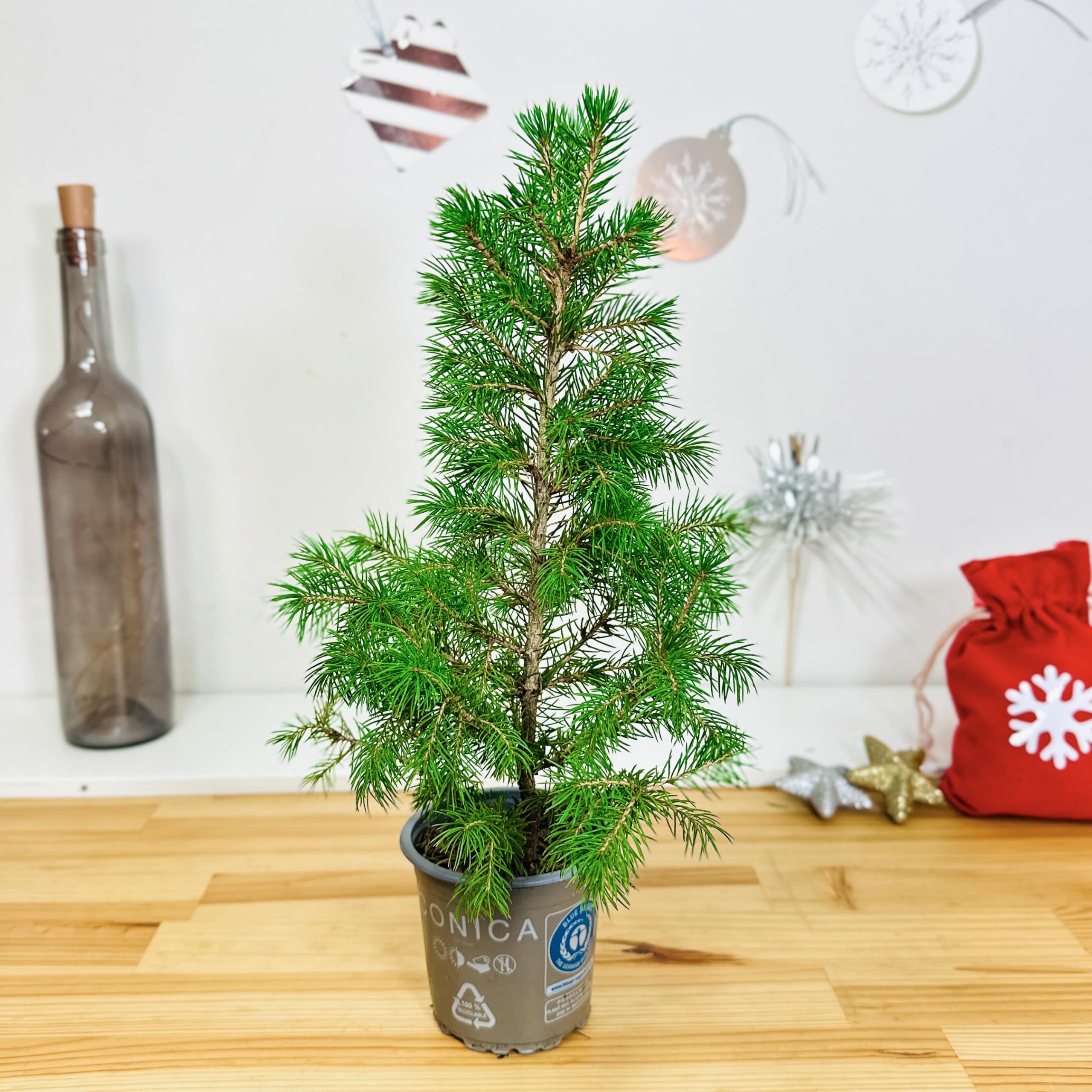 1 Dwarf Alberta Spruce Live Plant β Mini Real Christmas Tree in 9cm Pot, 30-40 cm Tall, Picea Glauca Conica Festive Evergreen Conifer Garden Patio Tabletop Holiday DΓ©cor