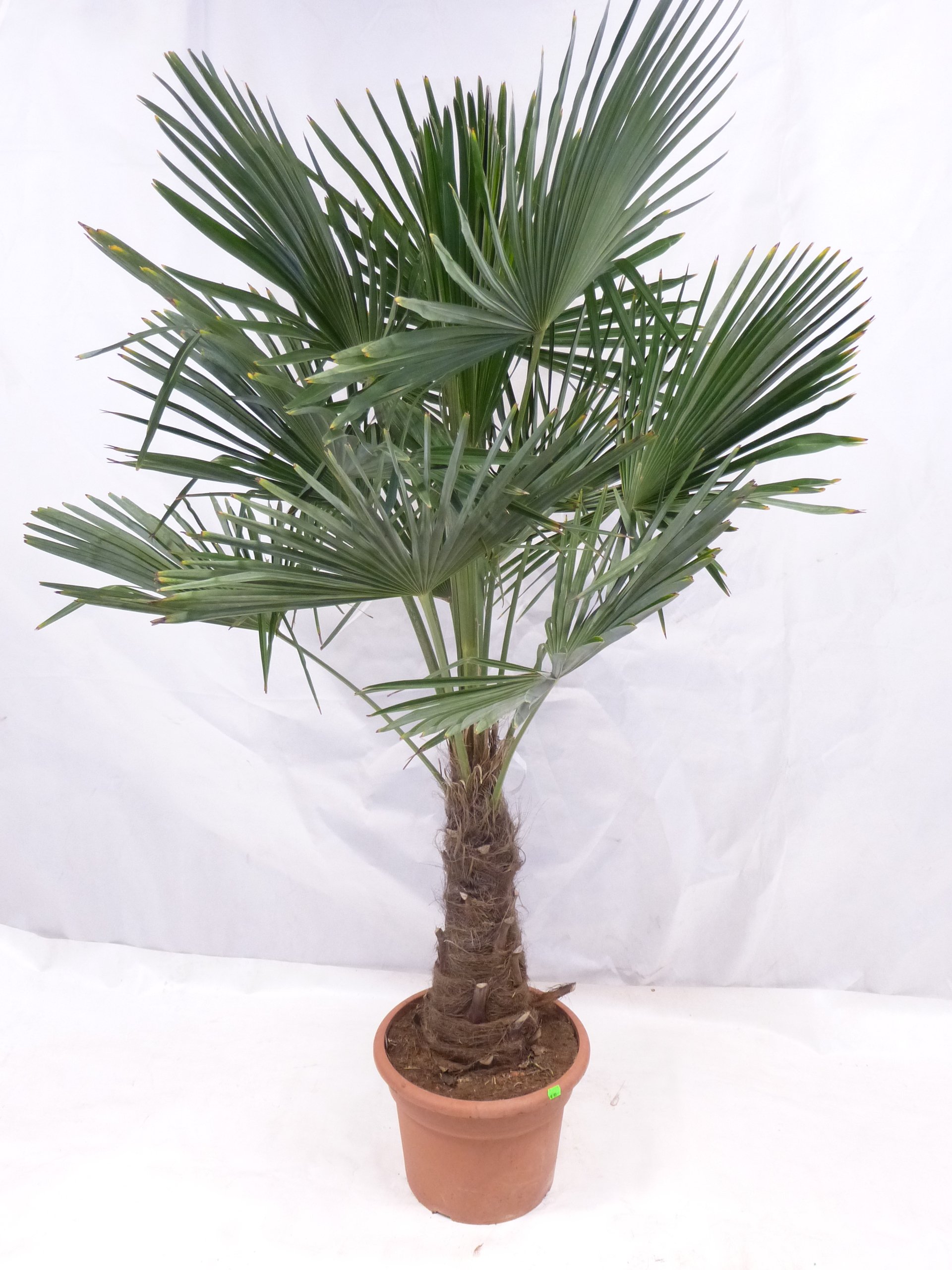 tuja düngen Purgrün Thuja-Dünger 1 kg main image 0