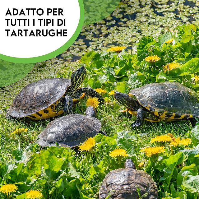 Foto 5 de 6 de ZOMA Mezcla de semillas para tortugas de tierra, 6 hierbas con diente de león, trébol y lechuga