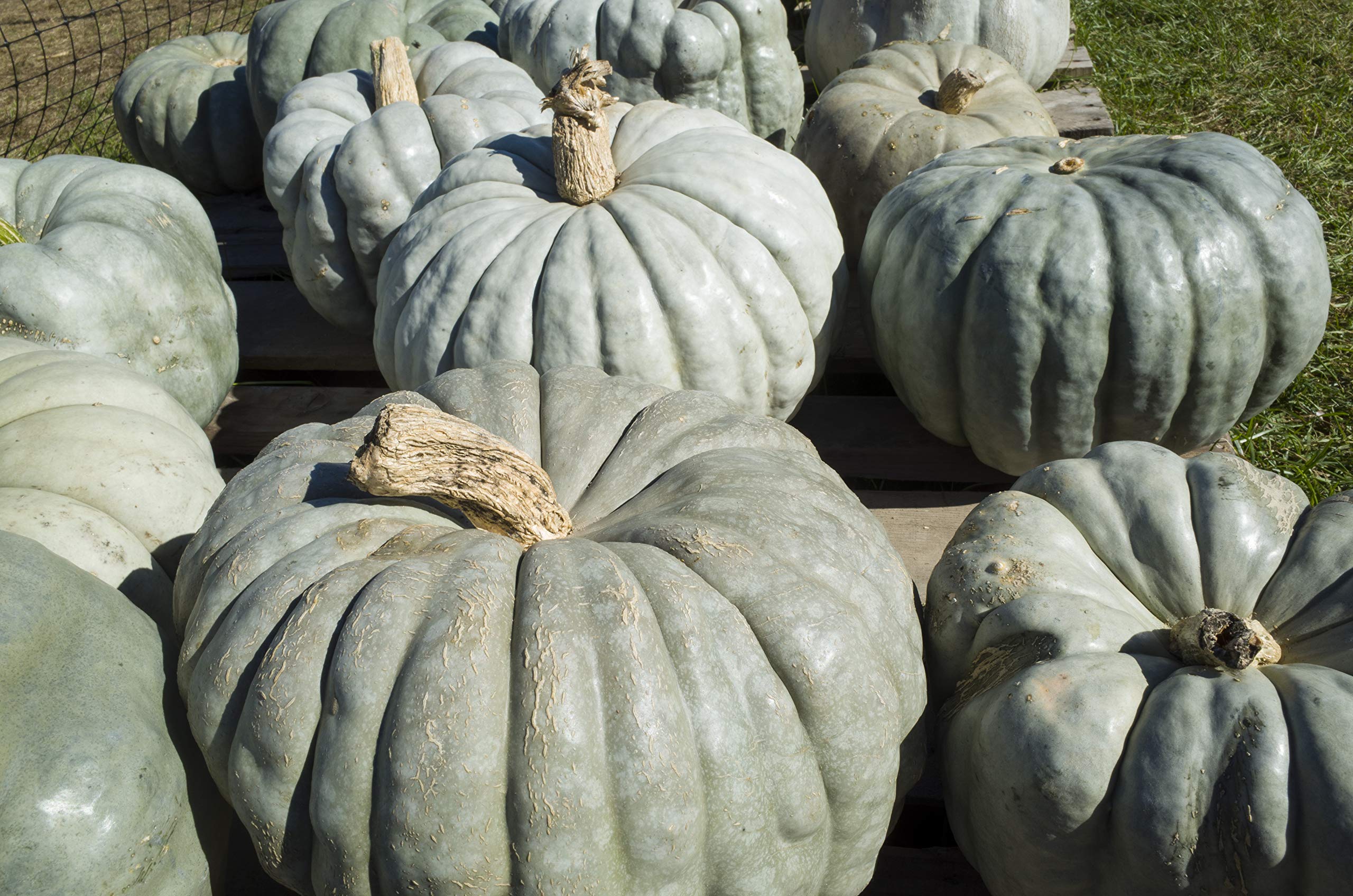 Sweet Yards Seed Co. Organic ‘Jarrahdale’ Winter Squash Seeds – Approx. 12 Open Pollinated Non-GMO Heirloom Pumpkin Seeds