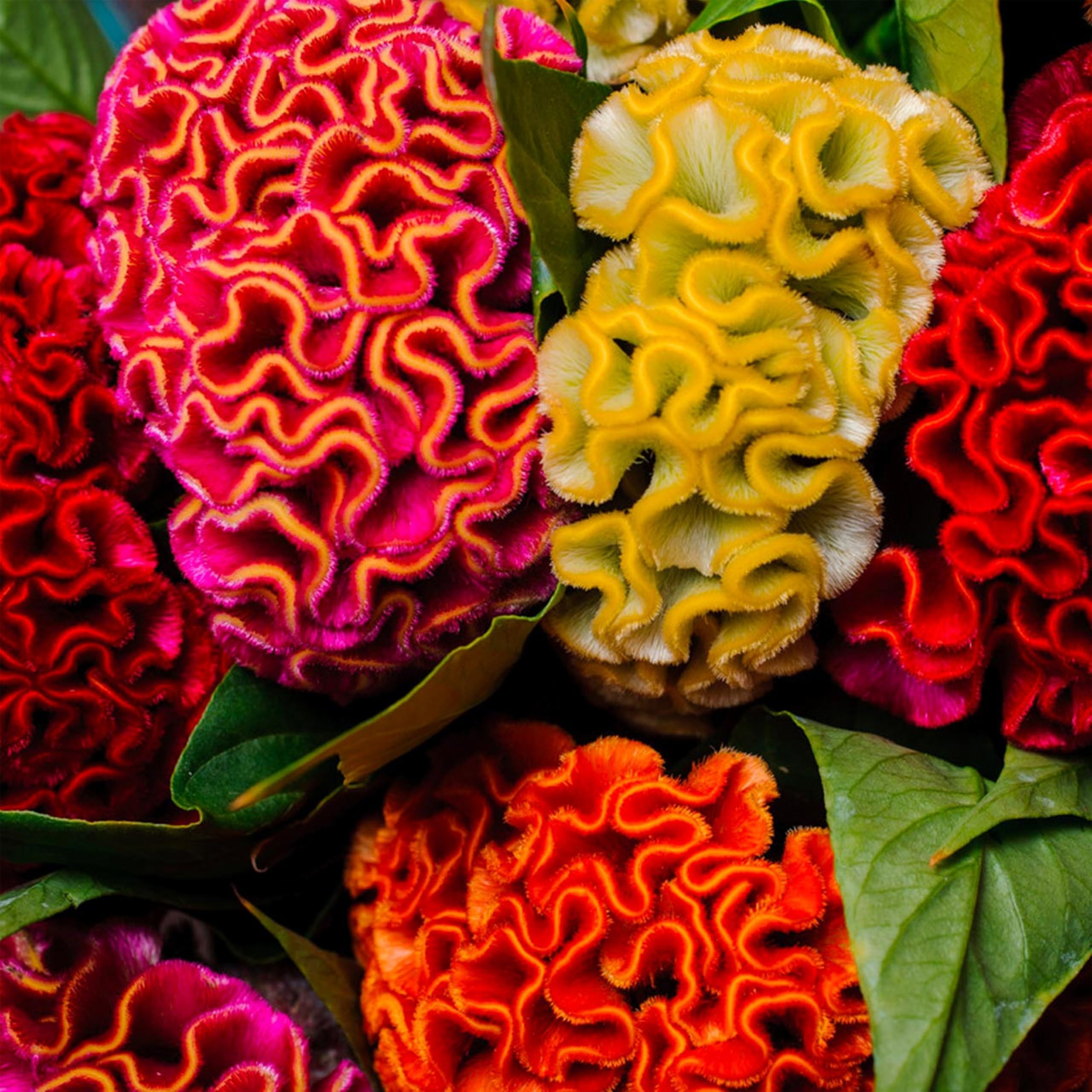 Amazon.com : KVITER 150 Mix Cockscomb Seeds (Celosia Cristata)  Celosia Flower  Seeds, Semilla de Celosia, Cockscomb Flower  Vibrant Colors,  Drought-Tolerant, Ideal for Sunny Borders : Patio, Lawn & Garden