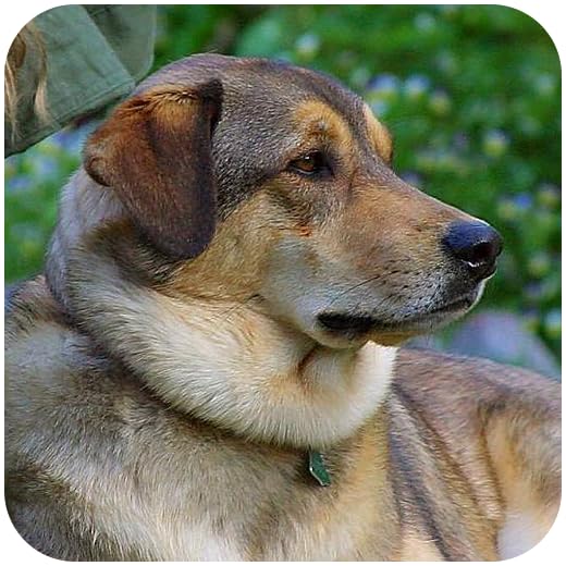 Adorable & Cute Animals!!! Tons of Cute Animal Pictures & Wallpapers of Kittens, Puppies, Zoo Pets, Cats, Dogs, Little Ducklings and Chicks! Most Adorable Pet Animals FREE App for Puppy and Kitten Lovers!