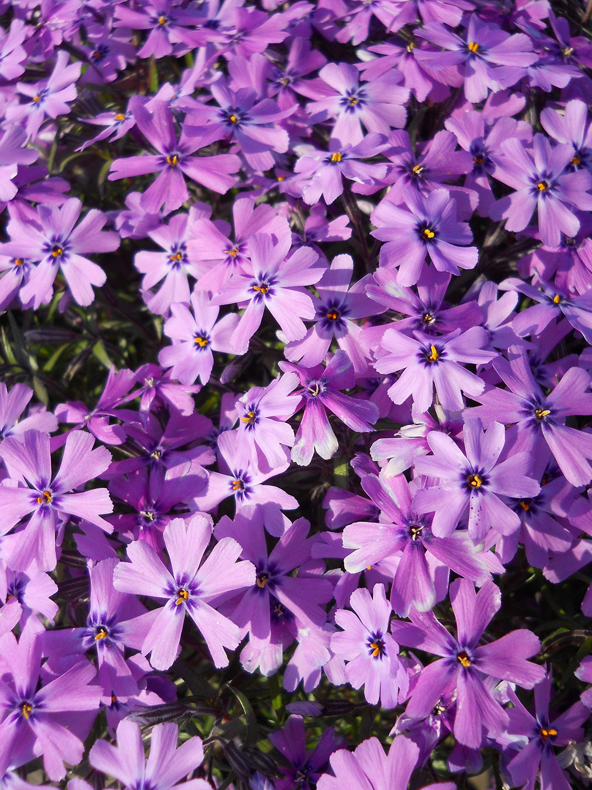 Green Promise Farms Purple Beauty Phlox