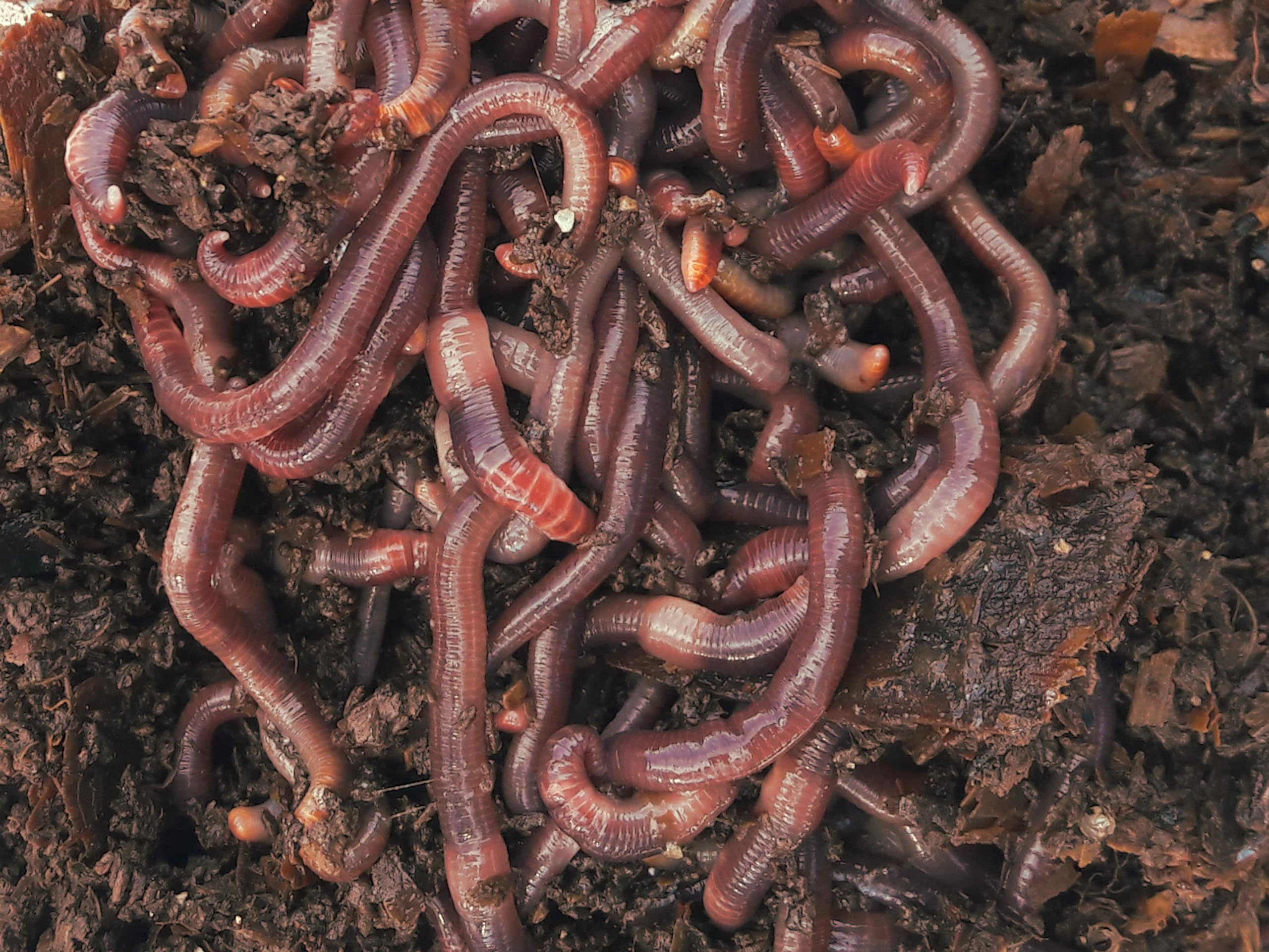 Lombrices rojas californianas para compost, humus o huerto, con guía de uso (100 lombrices)