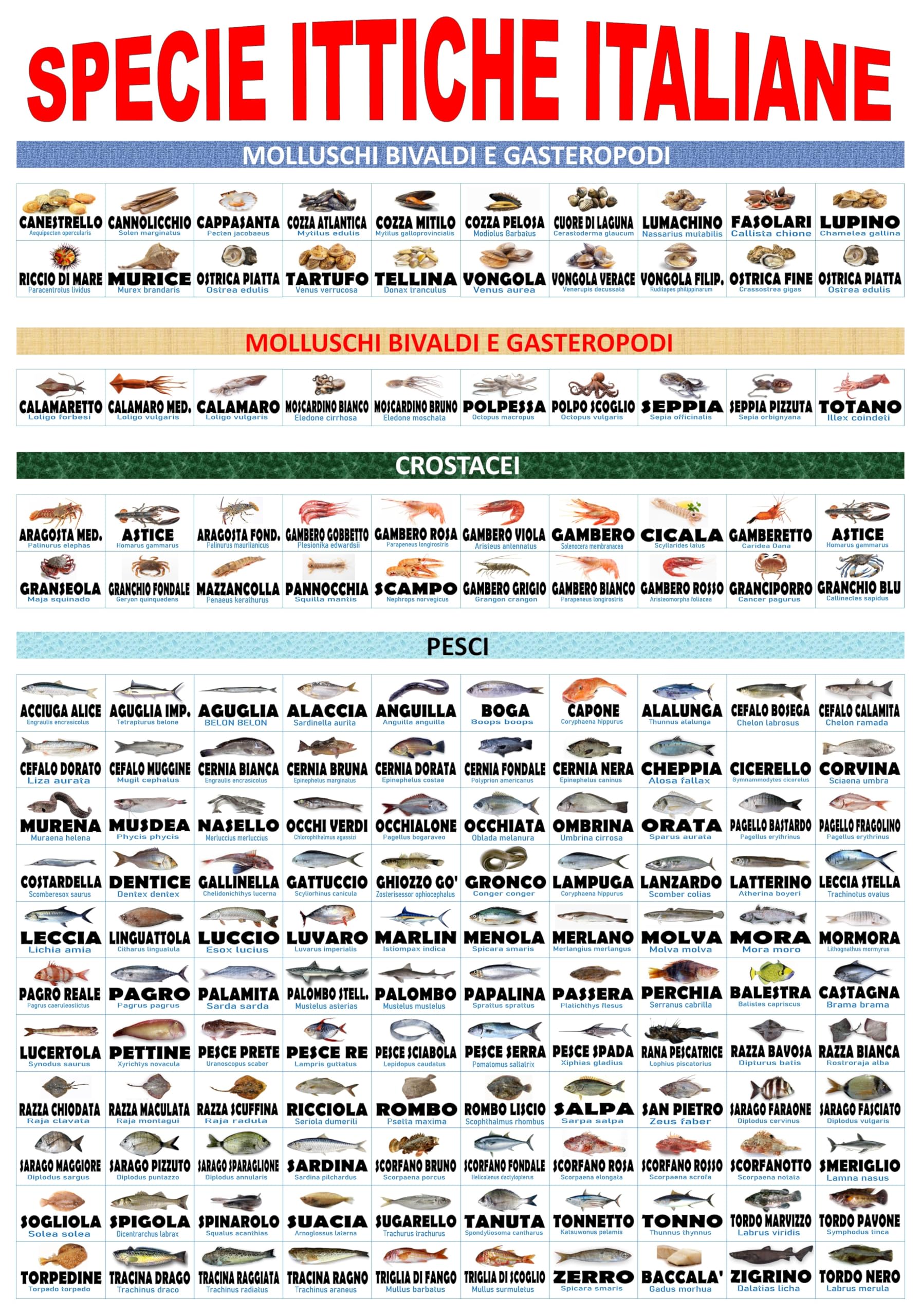 POSTER MANIFESTO PESCHERIA SPECIE ITTICHE PVC ADESIVO FORMATO 70X100 CM