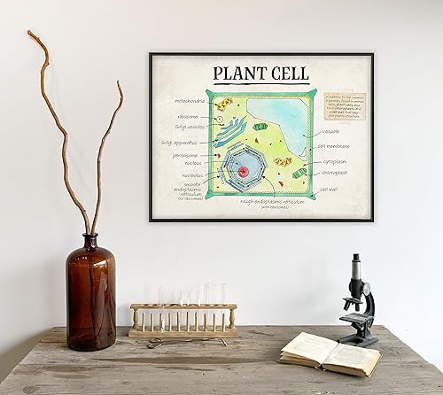 Miniatura 3 de Plant Cell Structure Classroom Poster. Inspirational and Motivational Poster. Fine Art Paper, Laminated, or Framed. Multiple Sizes Available