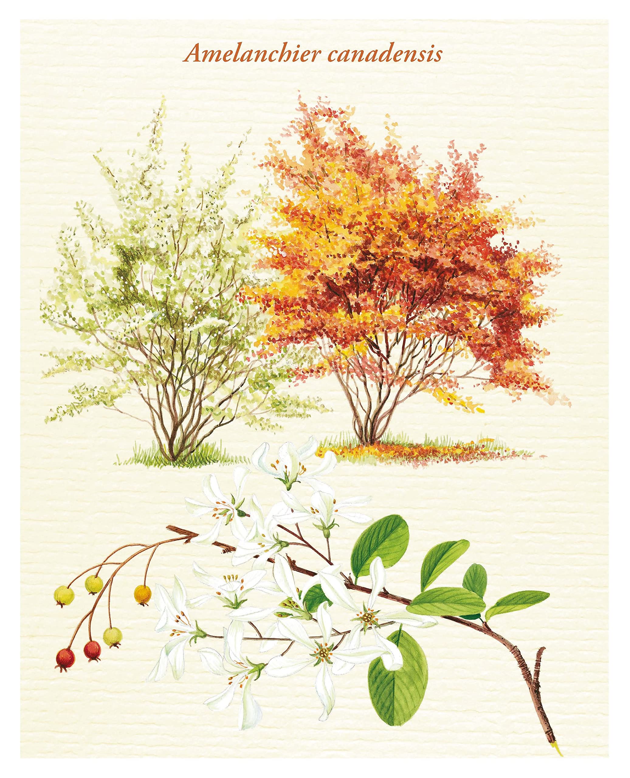 Le Grand Larousse des arbres