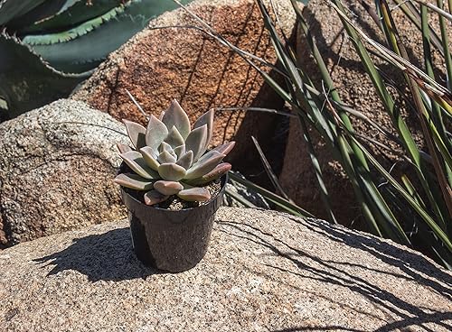 Miniatura 9 de Plants for Pets - Paquete de 4 plantas fantasmas de Graptopetalum vivas, plantas de interior vivas, plantas de interior vivas, plantas de interior