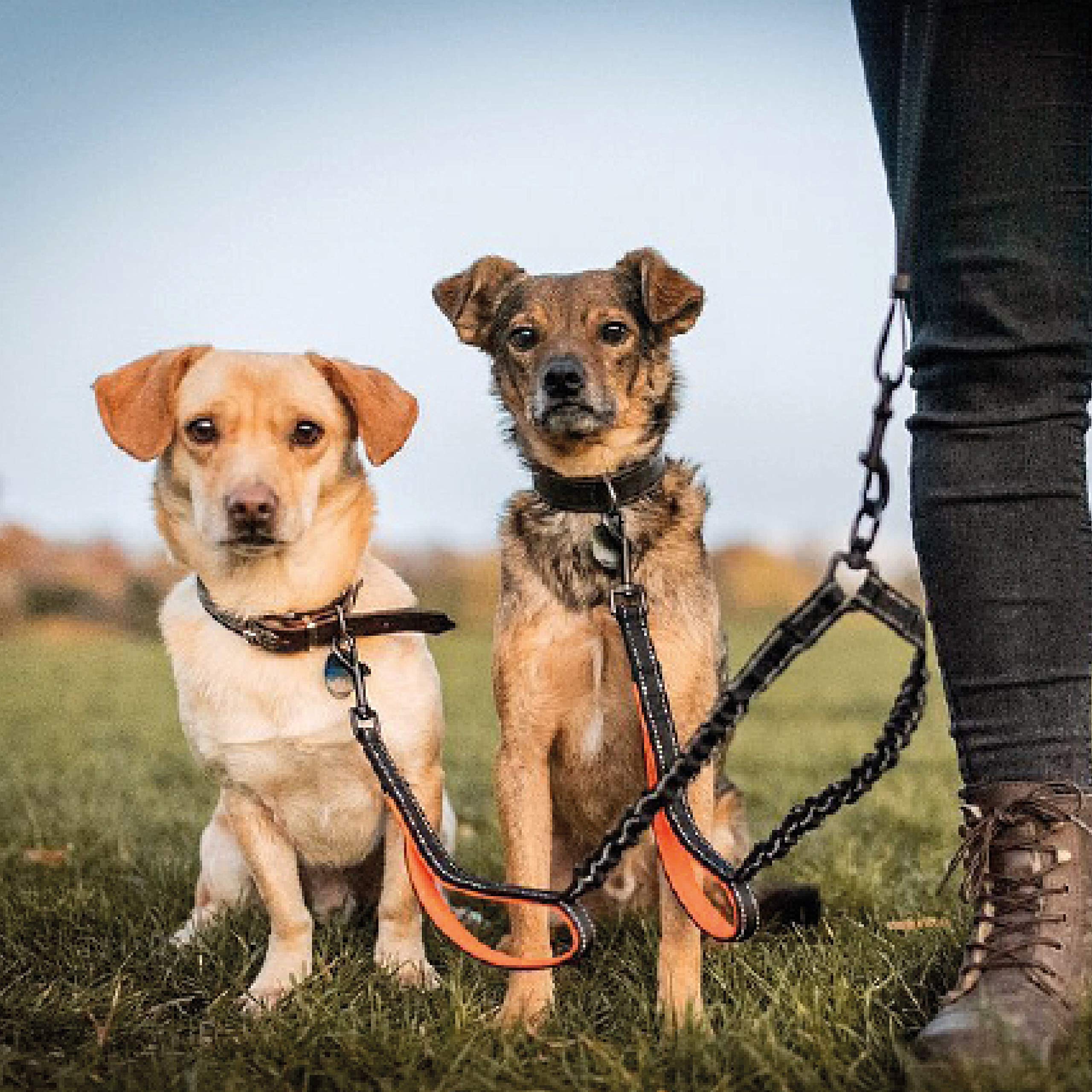 Floxik Doppelleine klein | Flexible, reflektierende Premium Hundeleine für Zwei Hunde zum Koppeln mit Kurzhalter Schwarz