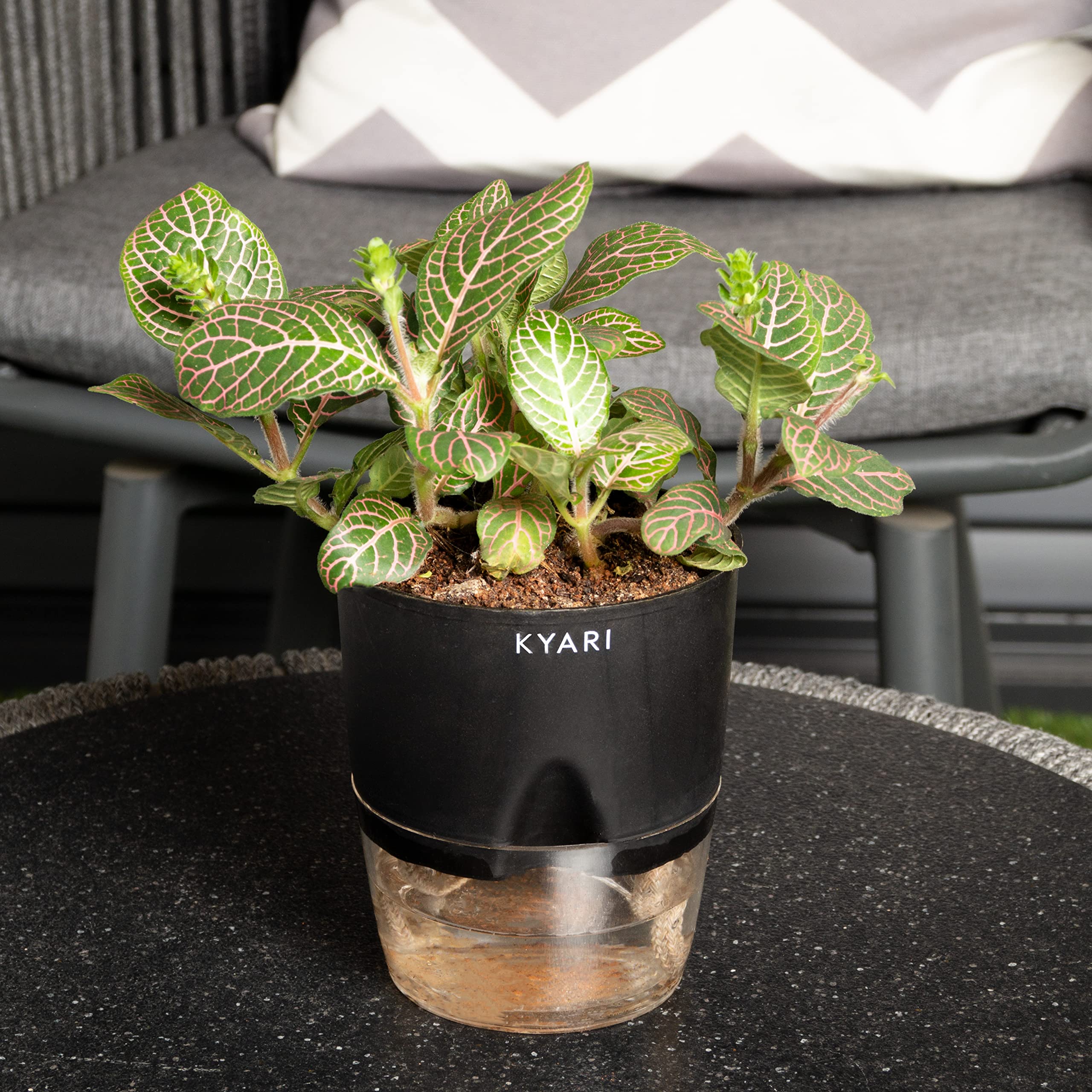 KYARI Fittonia Pink Indoor Plants for Living Room | Live Plants | Plants with Black Self Watering Pot for Home | Air purifier plants | Plants for Home Decor | Plants for Garden & bedroom (B0BDFQY5R3) Amazon Price History, Amazon Price Tracker