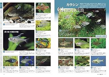 月刊アクアライフ　2022セット売 月刊アクアライフ 2022年01月号 2022年アクアリウム超図鑑800