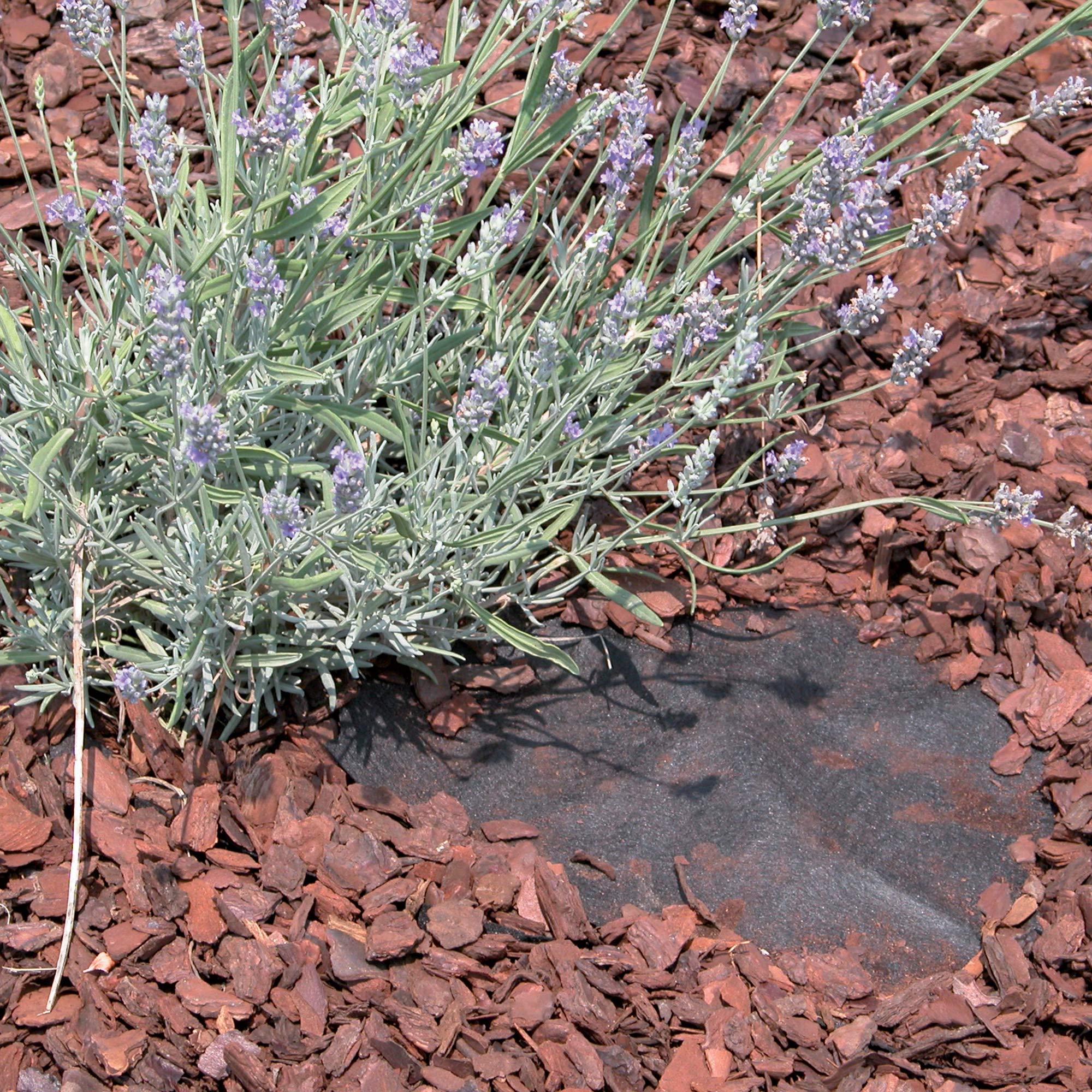 Tenax Full Cover 0,90x50 m Noir, Tissu Non-tissé de Paillage Anti-Mauvaises Herbes pour Jardins, Parterres de Fleurs ou comme Base pour Les Allées