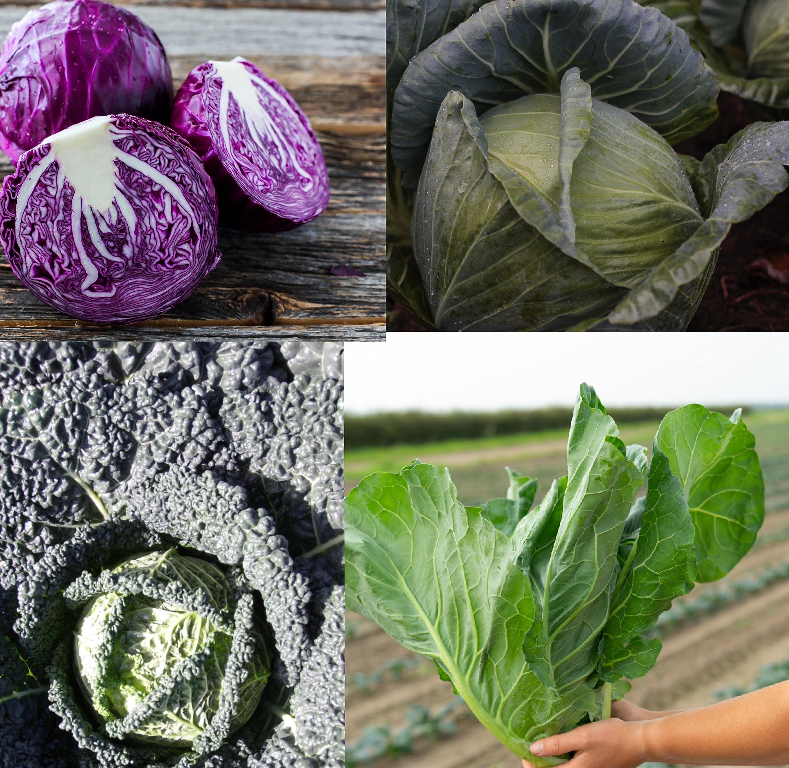 Mixed Pack Cabbage Plug Plants Grow Your Own Vegetables from Our Premium Quality 'Ready to Plant Now' Young Vegetable (10 Plug Plants)
