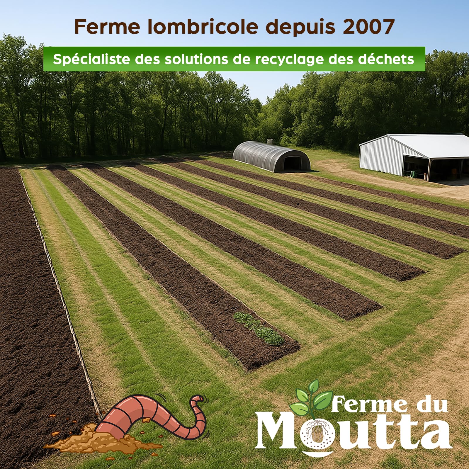 Moutta | 250 gr de Vers de Compost (≃ 500 pcs) | Vers de terre vivants Eisenia, compostez vos déchets organiques - Pour lombricomposteur/composteur/jardin