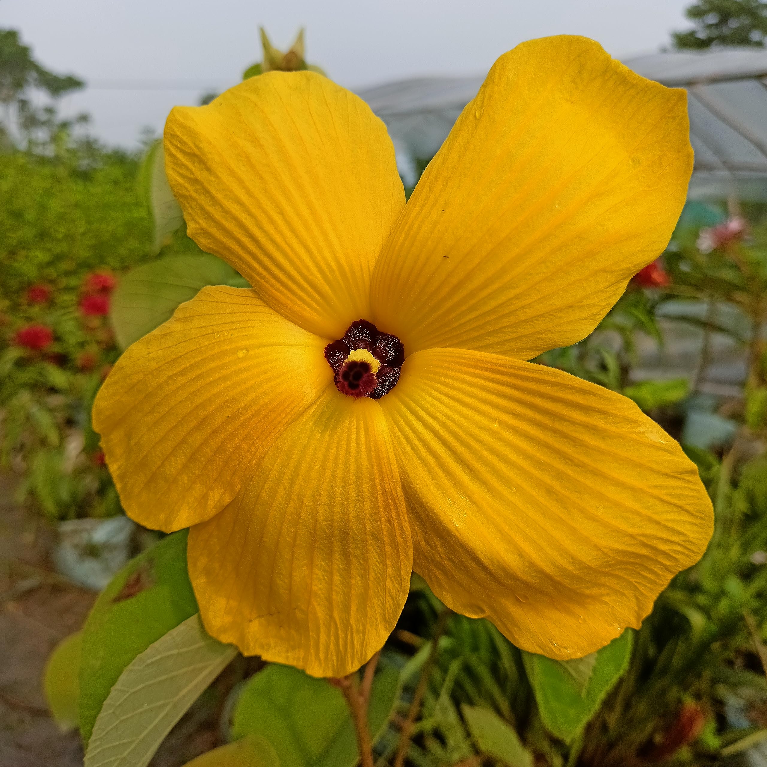 ONLINE PLANT BAZAR Yellow Land Lotus Very Rare Exotic All time flowering Live Plant (Plant Height -1.5 Ft To 2 Ft) (B0CFVTS387) Amazon Price History, Amazon Price Tracker