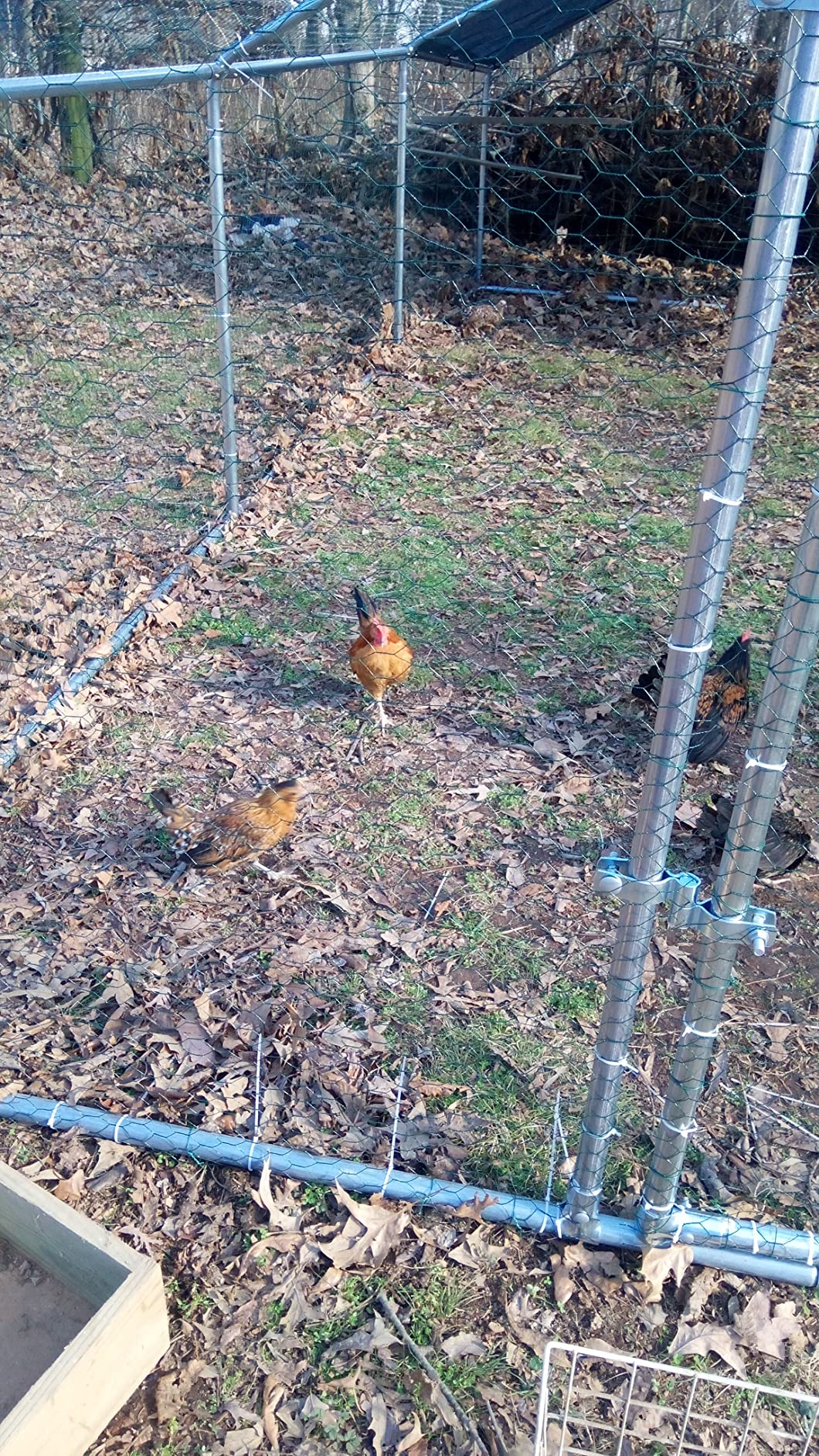 32/mo Finance LEMBERI Large Metal Chicken Runs for Yard with Cover