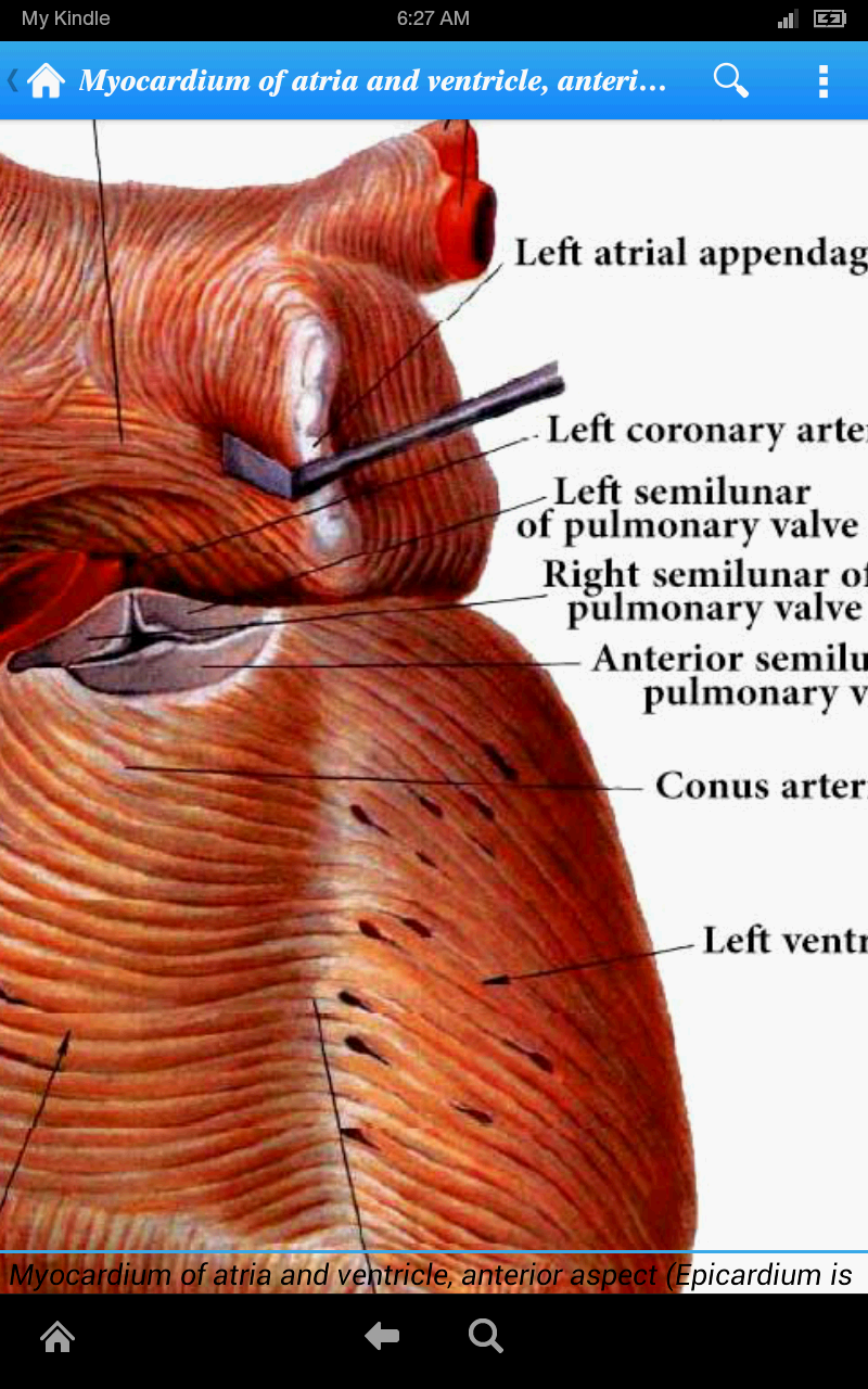 Human Anatomy Internal Organs and Vessels Lite App on Amazon Appstore