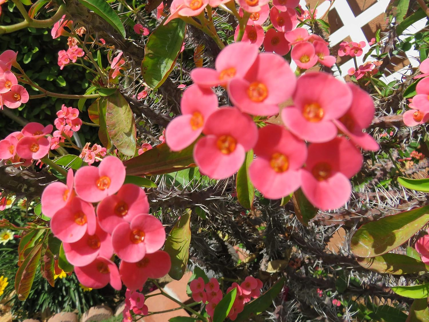 10 Fresh Cutting Euphorbia milii Crown of Thorns Mini Pink Flower 6"-8"