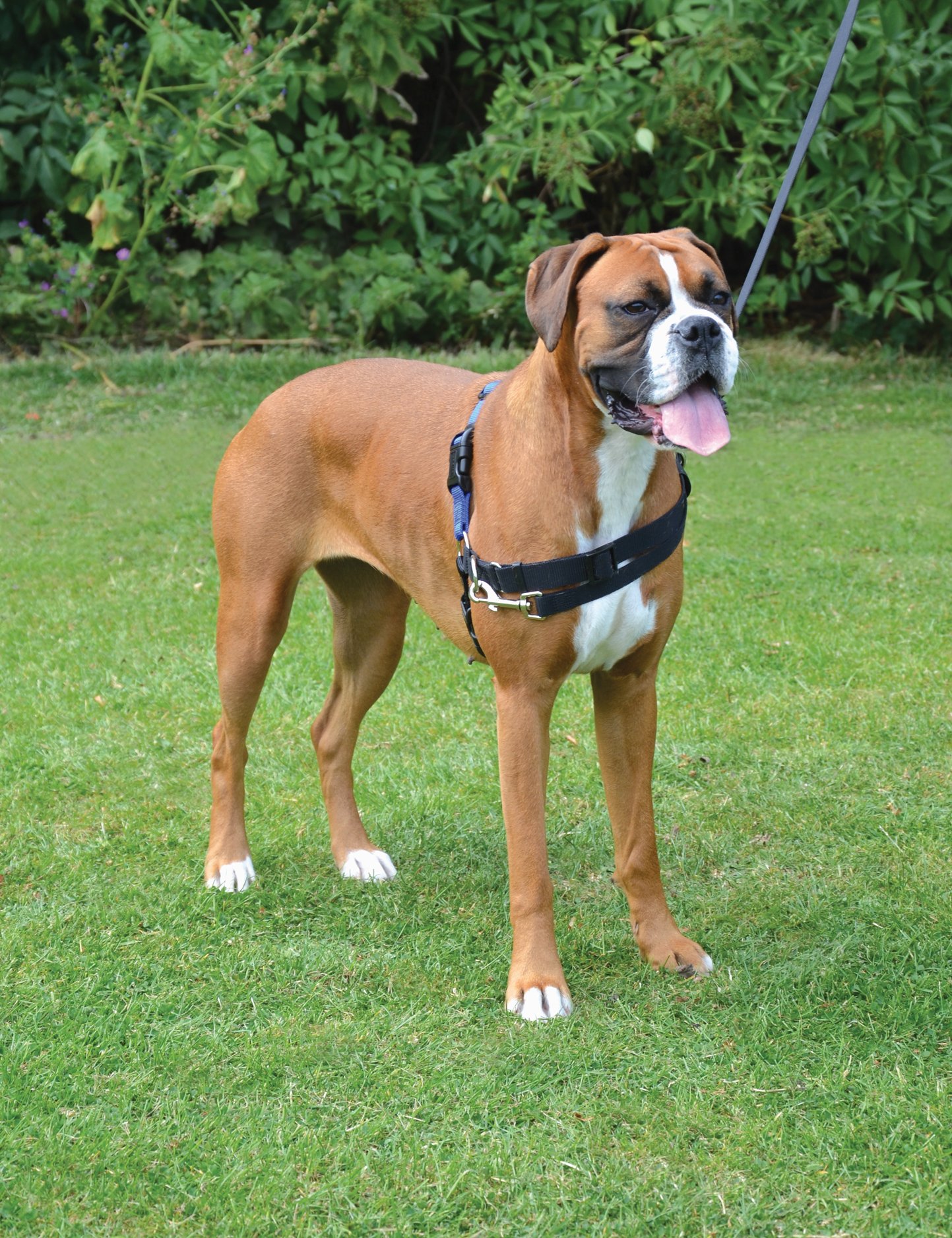 Ancol Pure Dog Listeners Stop Pulling Dog Training Harness and Lead Set Black Purple with DVD - Small Size 3-4