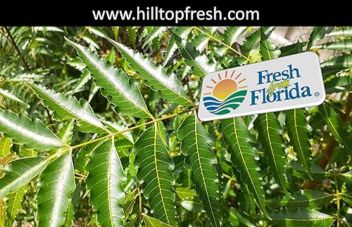 Miniatura 6 de Hojas de neem frescas orgánicas 250 hojas, certificadas frescas de Florida