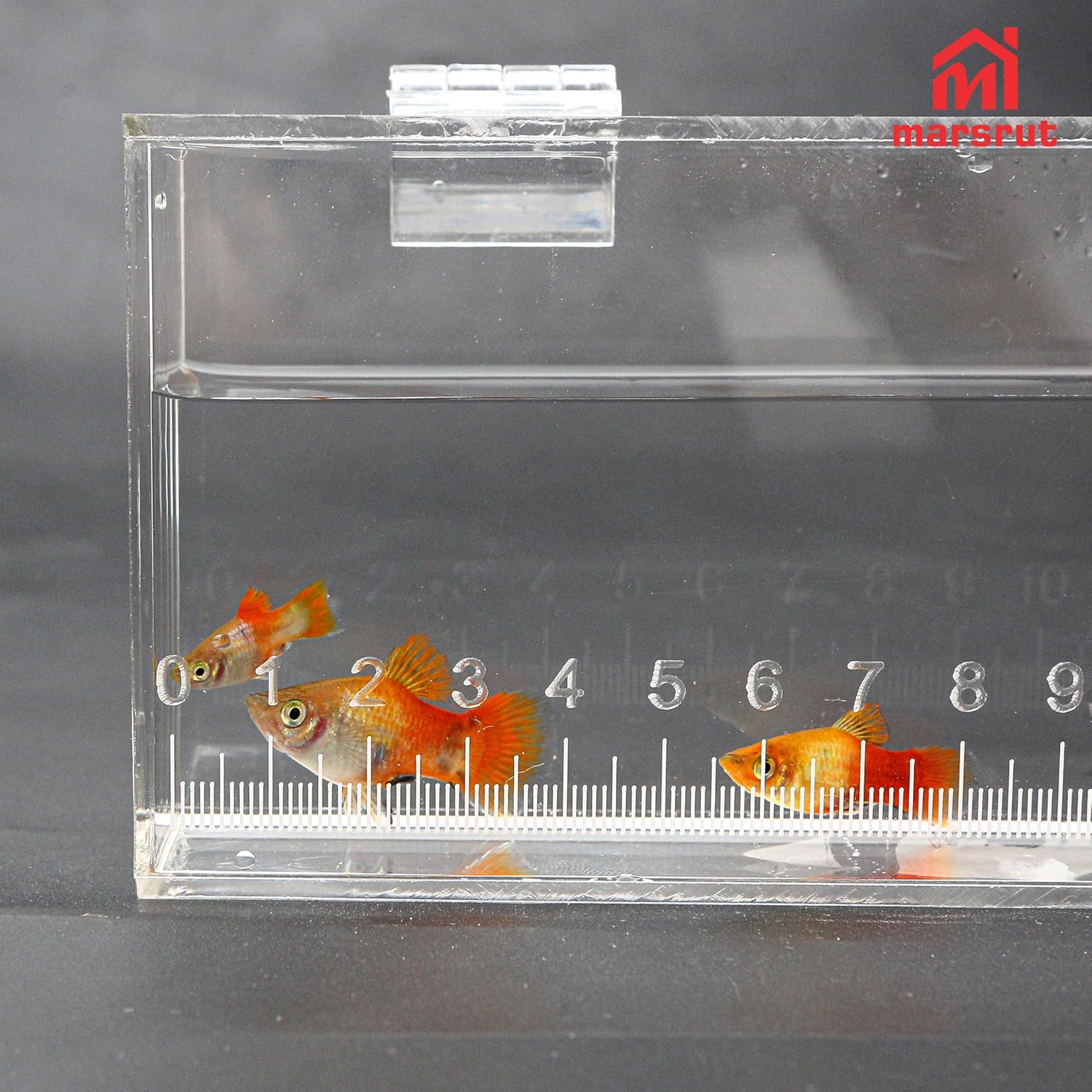 Fish Viewing Box, Acrylic Micro Fishing Photo Tank with Lid & Scale, Acrylic Fish Watching Case, Mini Quarantine Aquarium, Hatchery Incubator, Observation & Breeder Hatching Boxes, Breeding Case, 22cm