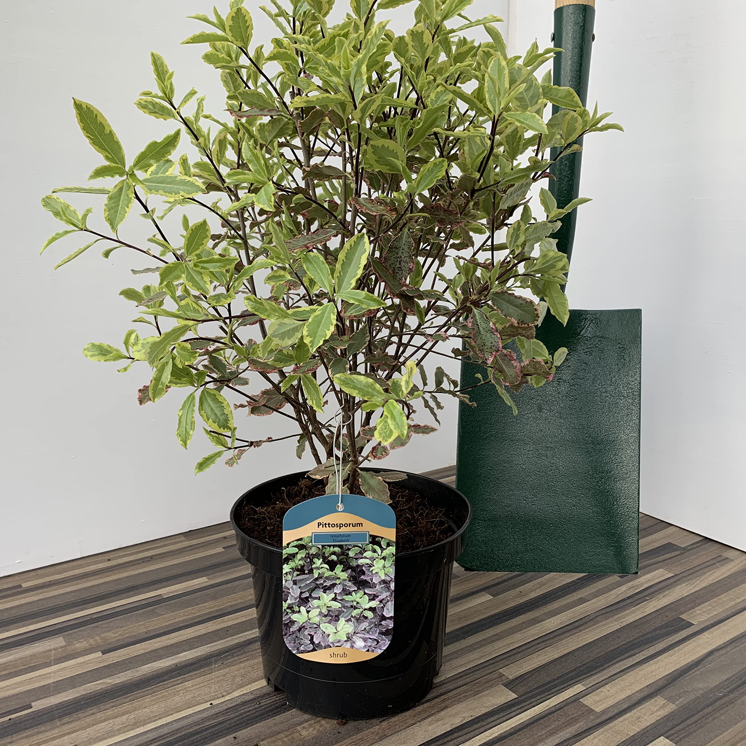 Pittosporum Elizabeth Supplied in a 3 Litre Pot