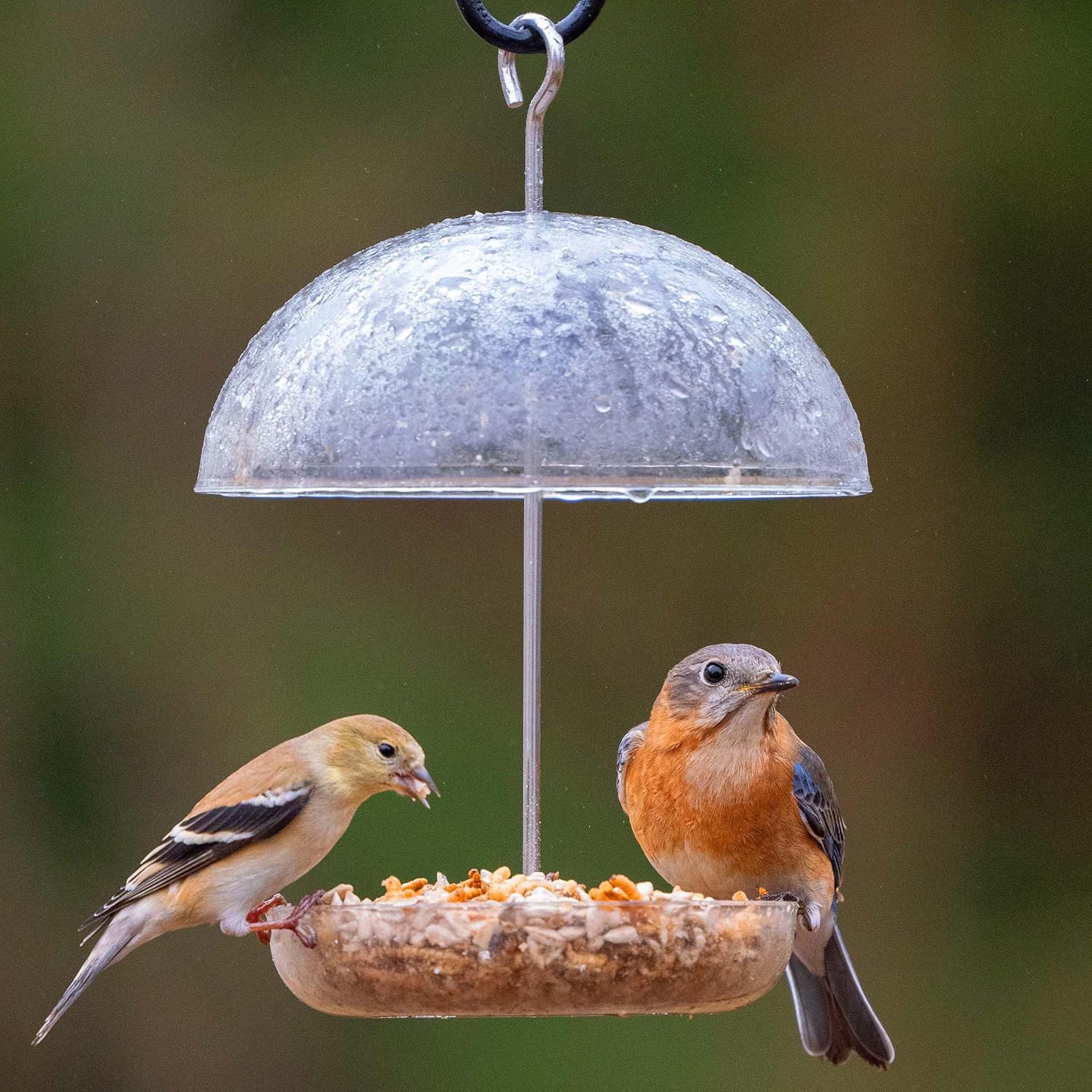 Bluebird Mealworm Feeder - Jacobi Jayne® Pearl Feeder Mini™ - Domed Small Bluebird Feeder - Live Mealworm Feeder Hanging for Outdoors and Backyards - Image 5