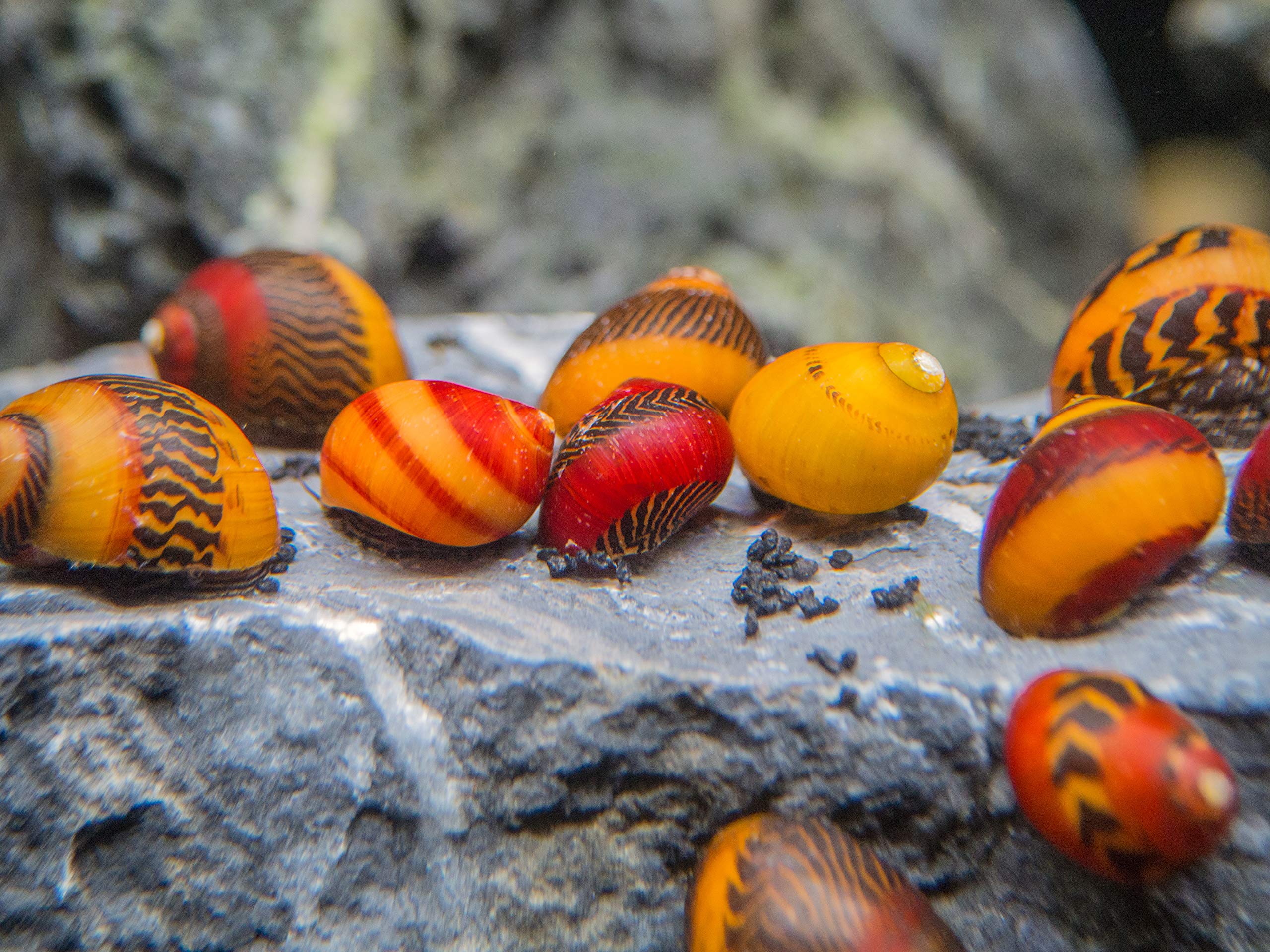 Amazon.com: Aquatic Arts 5 Red and 5 Gold Racer Nerite Snail Combo