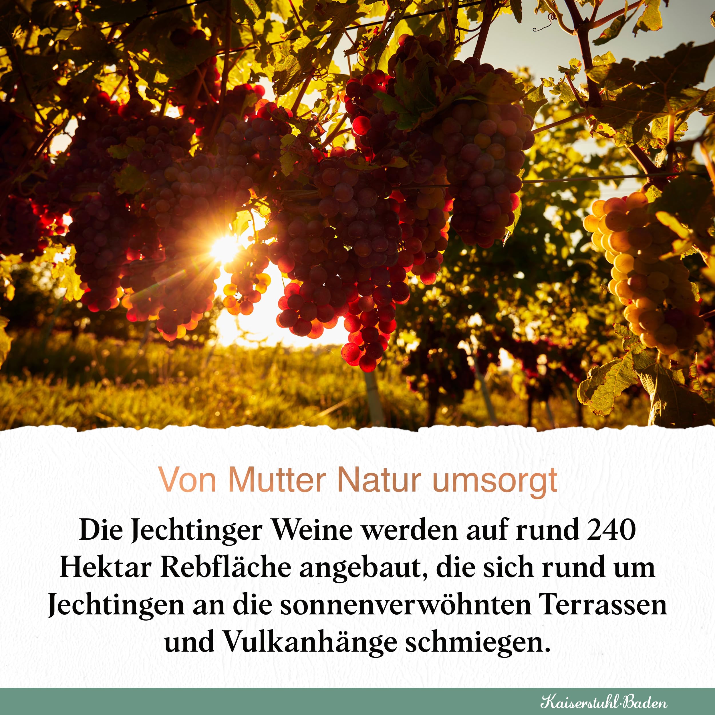 Jechtinger Cremant Brut - SILBER 2025 AWC Vienna - Klassische Flaschengärung - Winzer-Sekt trocken, frisch, lebhaft & feinperlig - Anbaugebiet Kaiserstuhl (1 x 0,75 l) (Packung mit 6)
