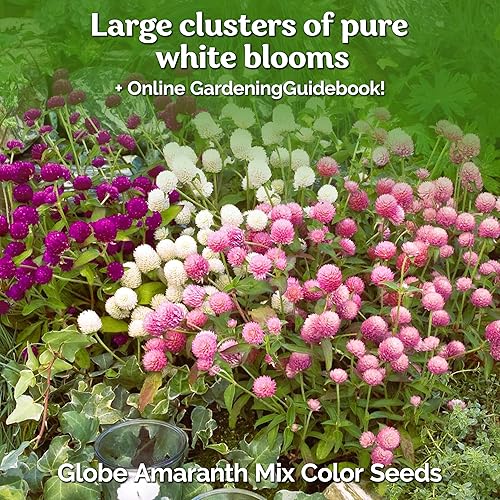 Miniatura 2 de Globo Amaranto Mix Color ~ Blanco, Rosa, Rosa, Salmón y Morado. 50 Semillas.