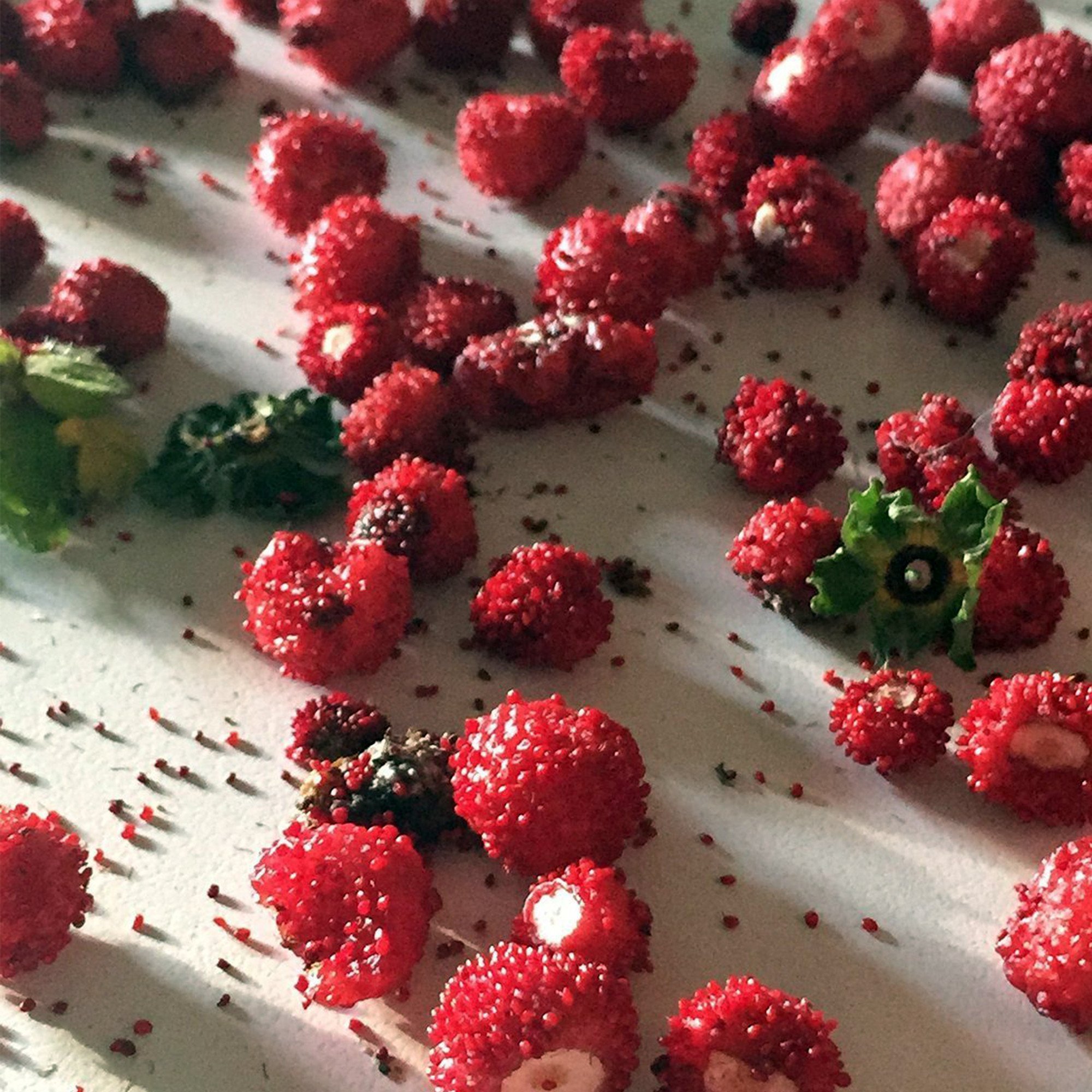  WILD STRAWBERRY プレート23cm4枚 Amazon.com : Frozen Seed Capsules - Woodland Wild Strawberry