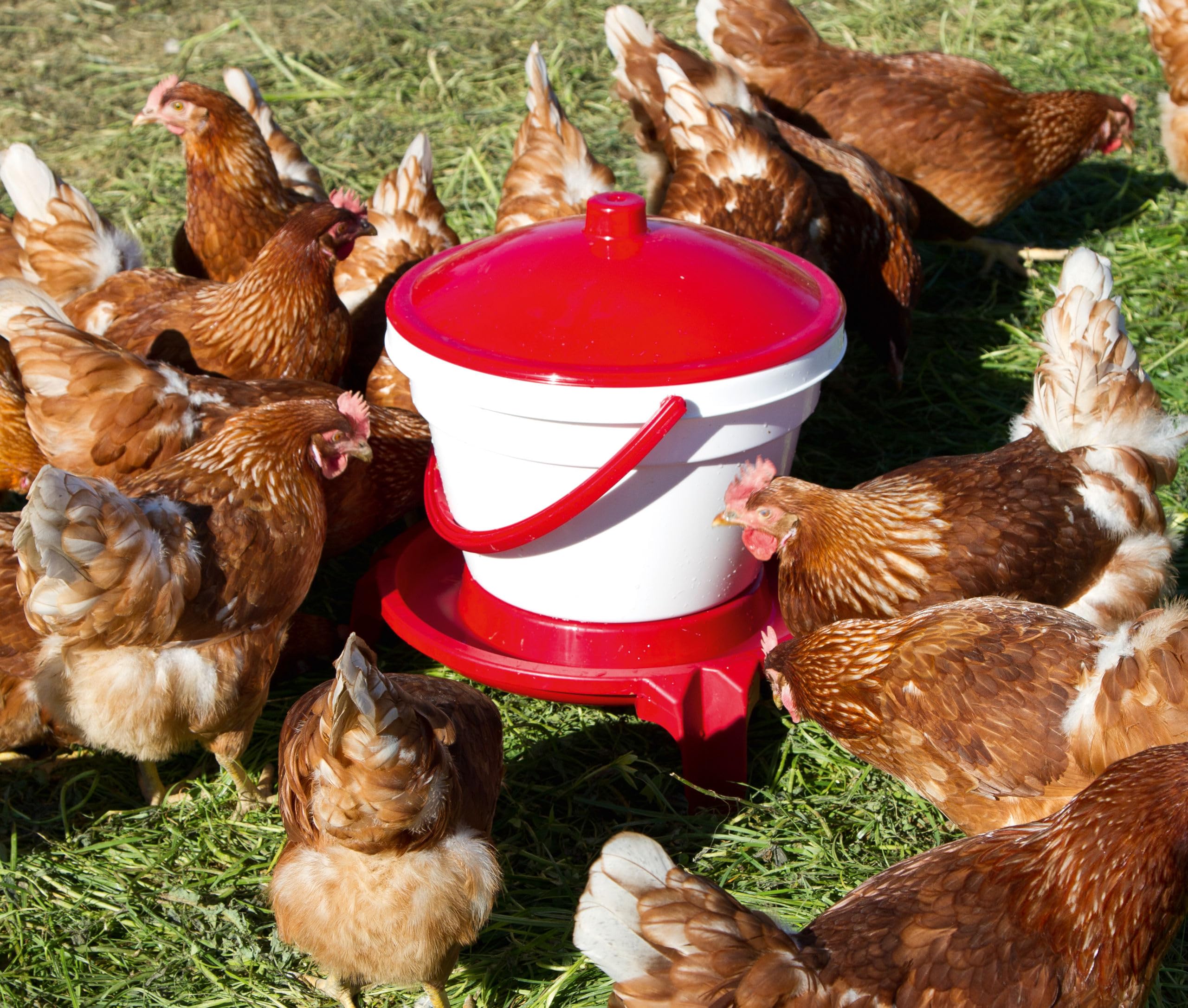 Kerbl Hobbyfarming Cubo bebedero para aves, 12 l, con patas, plástico resistente, rojo/blanco, asa de transporte, higiénico, resistente a la intemperie