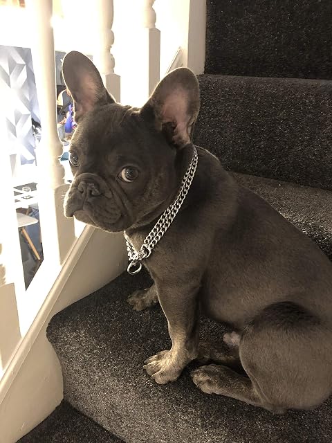 Champion-L&J Pets UK Collar de perro de cadena de cromo fuerte de 2 y 3 filas deslizantes, semicomprobado
