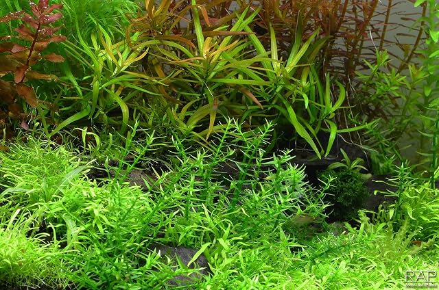 Foto 4 de 4 de Tropica Gratiola viscidula 1-2-cultivar tejido de cultivo in vitro para acuarios
