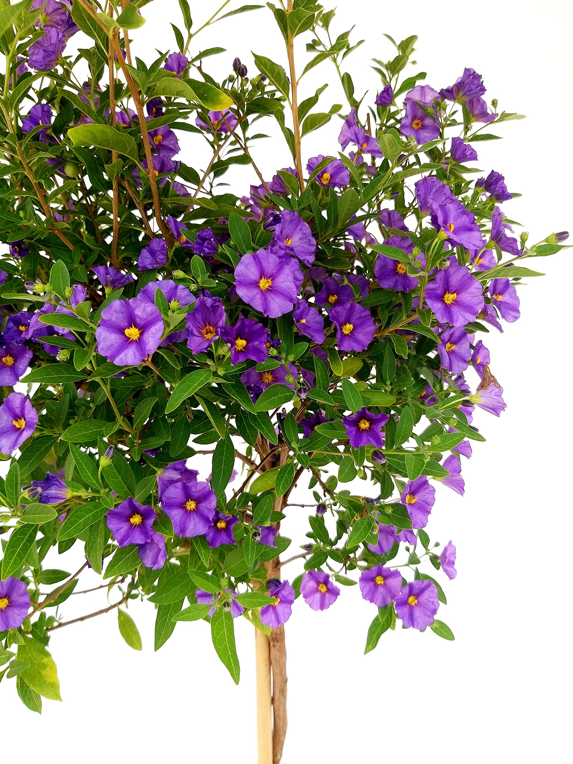 POWERS TO FLOWERS - SOLANUM RANTONETTI ALBERELLO XXL, vaso 19 ALTEZZA 75CM, pianta vera