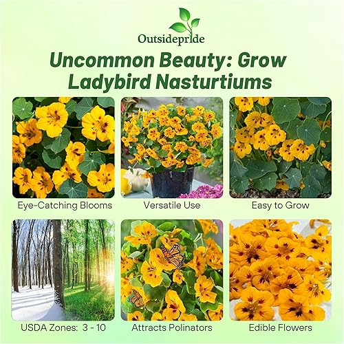 Miniatura 2 de Outsidepride Tom Thumb - Semillas de capuchina de mariquita  200 piezas anuales, fáciles de cultivar y versátiles, semillas de flores para plantar