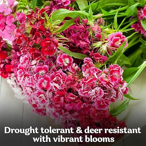 Miniatura 4 de KVITER 5000 semillas mix de Clavel del poeta para plantar (Dianthus barbatus)  Semilla orgánica y de herencia, flores con aroma a clavo, tolerantes