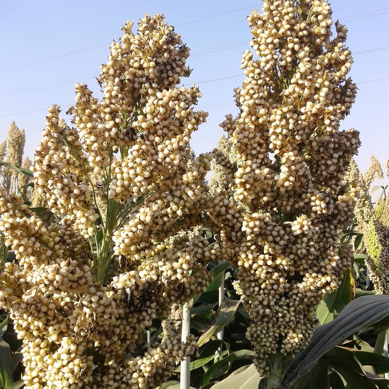 QAUZUY GARDEN 100 Great Millet Broomcorn Seeds