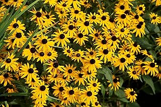 5000 Black Eyed Susan Seeds for Planting 3 Grams of Seeds USA Harvested pollinator bee Butterfly