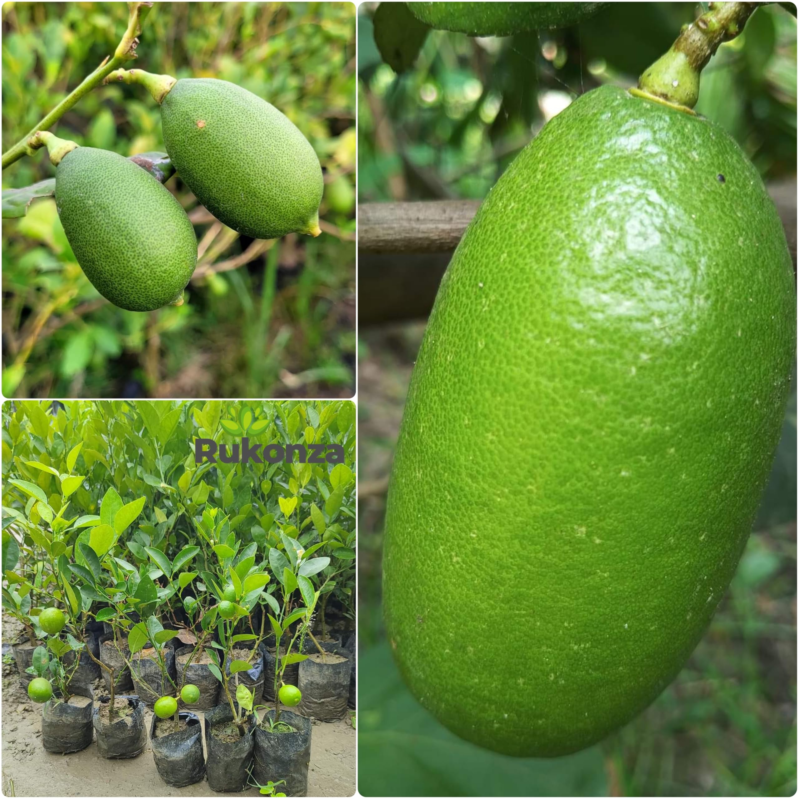 Rukonza Original Gandharaj Lemon (All Time) Nimboo Live Plant (Air Layered/Guti Kolom) Very Big Size "Special Variety" (Fruit After 6 Month) Pack Of 1 Plant (B0D83BKY25) Amazon Price History, Amazon Price Tracker
