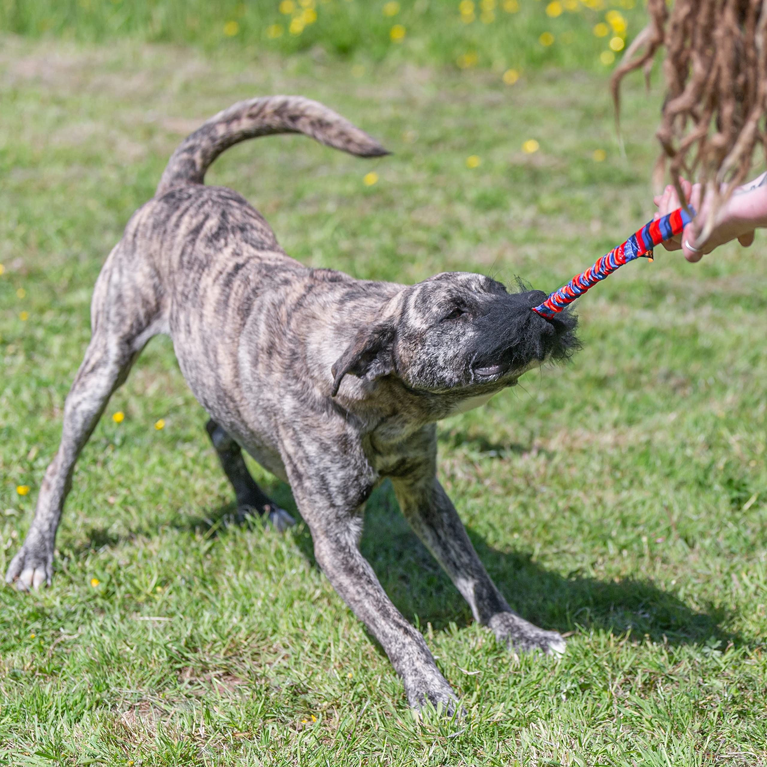 Tug-E-Nuff Dog Gear WondaBaa Bungee-Schlepperspielzeug für interaktives Training, Bissbereich aus weichem und verantwortungsvoll gewonnenem Schaffell, 23 x 3 Zoll (grünes Muster, 1 Stück)