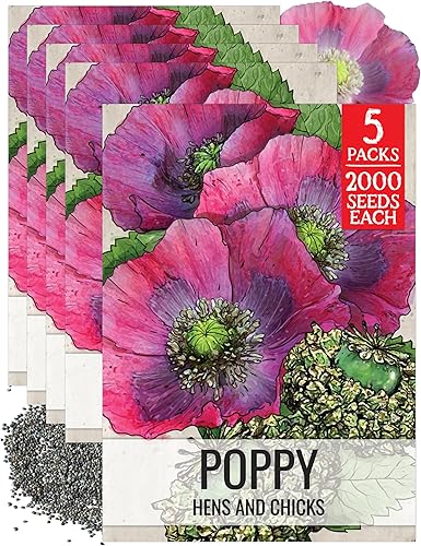 Miniatura 9 de Seed Needs Semillas mixtas de amapola somniferum para plantar, reliquia y flores anuales de polinización abierta, masas coloridas de flores