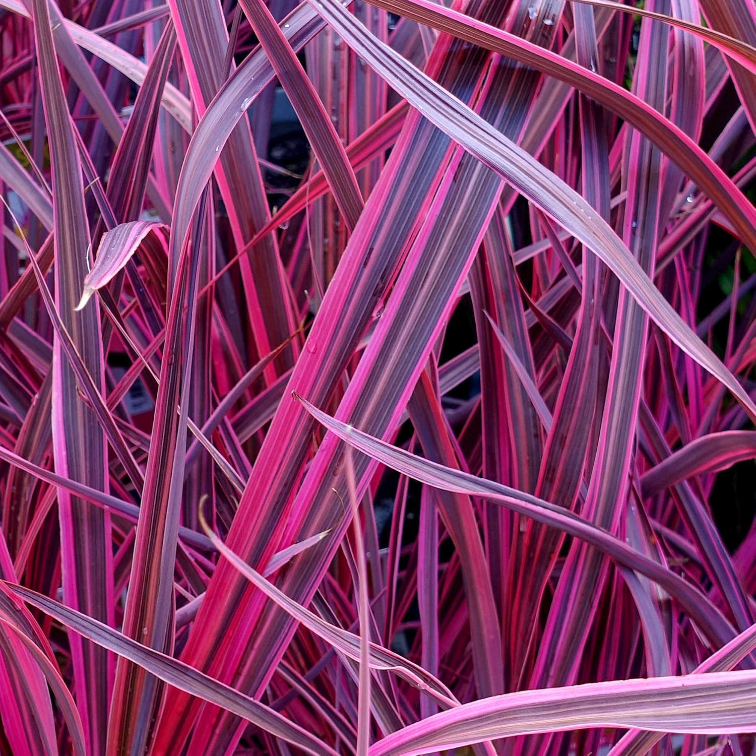 Festival Raspberry Cabbage Cordyline 'Festival Raspberry' Cabbage Palm Fragrant Outdoor Evergreen ...