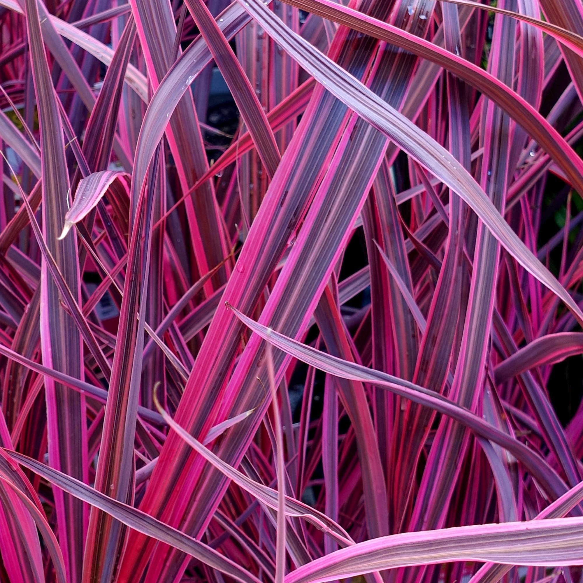 Cordyline 'Festival Raspberry' Cabbage Palm Fragrant Outdoor Evergreen Shrub (9cm Pot, 20-30cm)