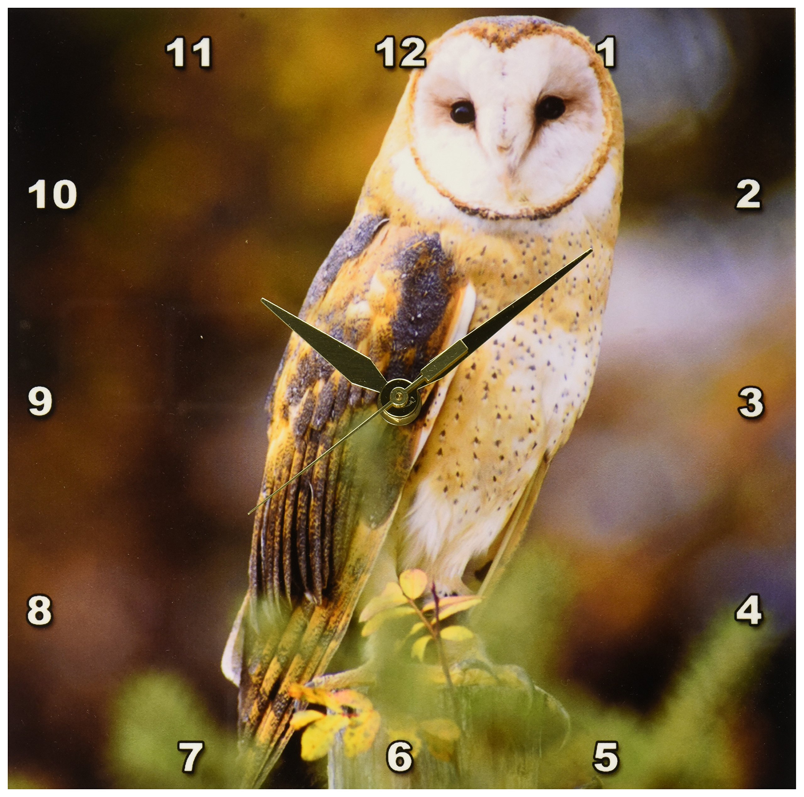 3dRose DPP_84070_1 Barn Owl on a Fence Post NA02 JAL0000 John Alves Wall Clock, 10 by 10-Inch