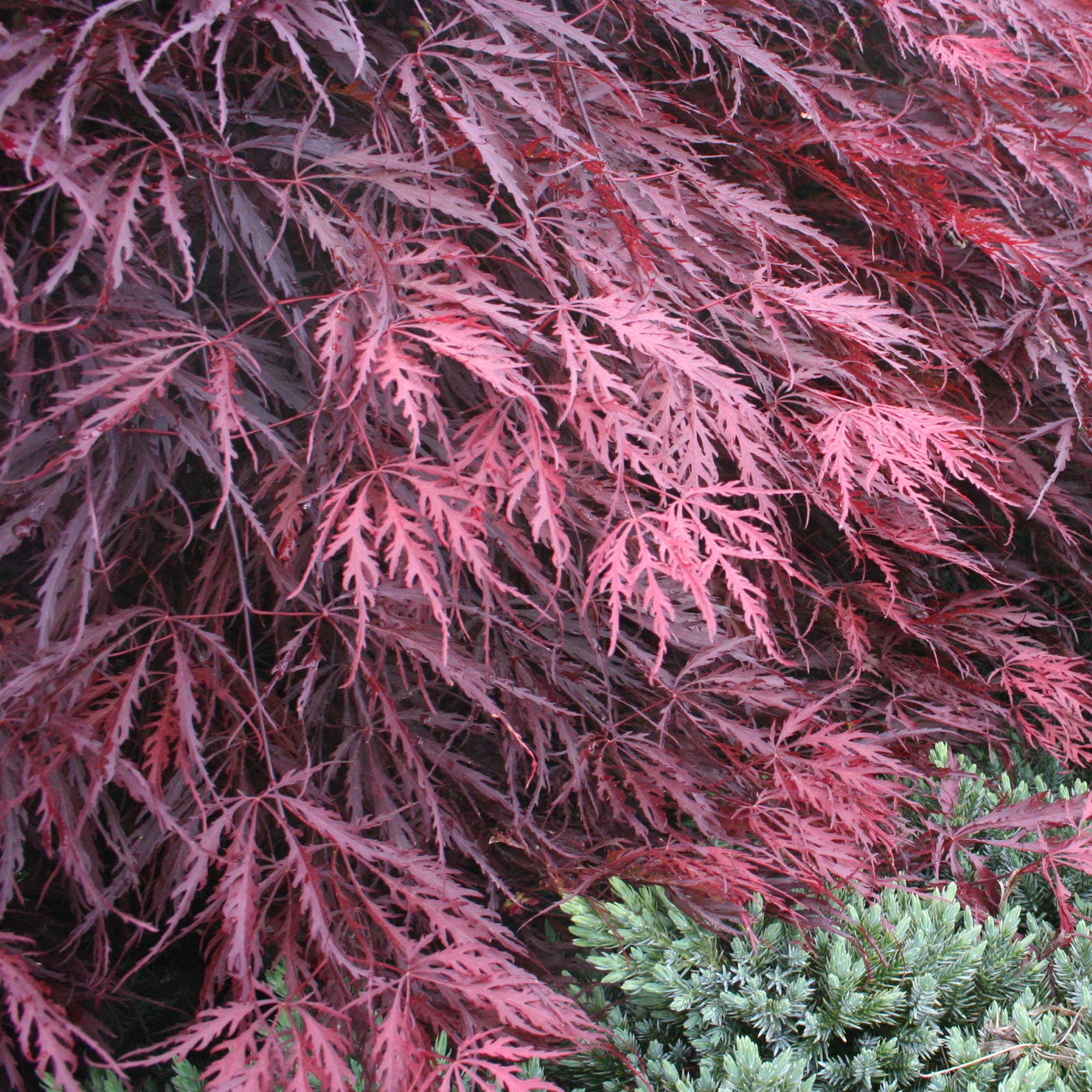 Acer palmatum dissectum "Garnet" | Érable du Japon Arbuste de jardin à feuilles caduques en pot