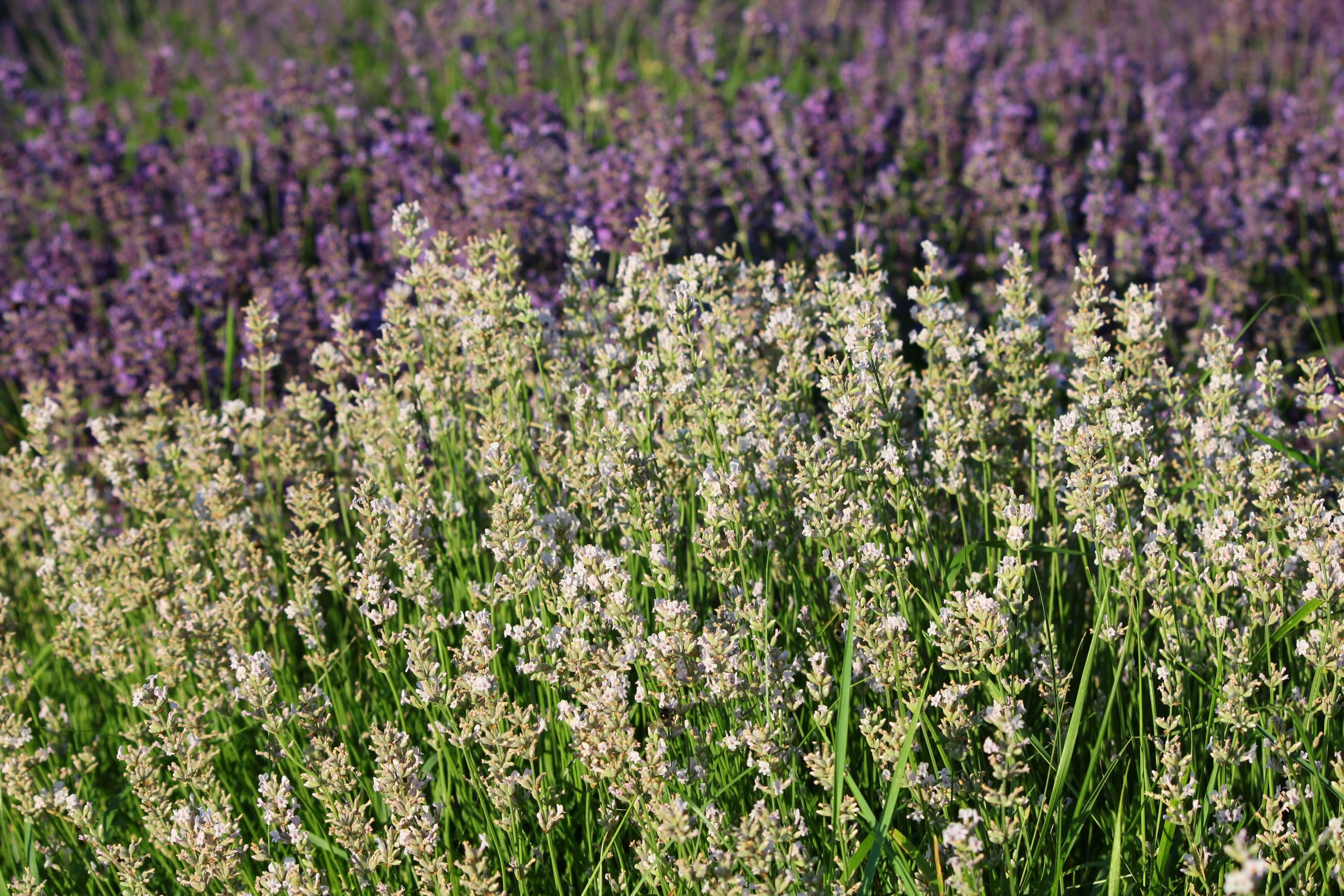 Stauden Gänge 10 x Lavandula angustifolia 'Alba' Echter Lavendel winterhart | Immergrüne Staude für Sonne, Blüte Juli bis August, mehrjährig, 9x9 cm Topf