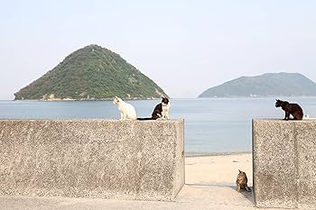 (未使用･未開封品)「ボクらと島ネコ。in 佐柳島 後編」 椎名 鯛造×深澤 大河 [DVD] Amazon.co.jp: 「ボクらと島ネコ。in 佐柳島 後編」 椎名 鯛造